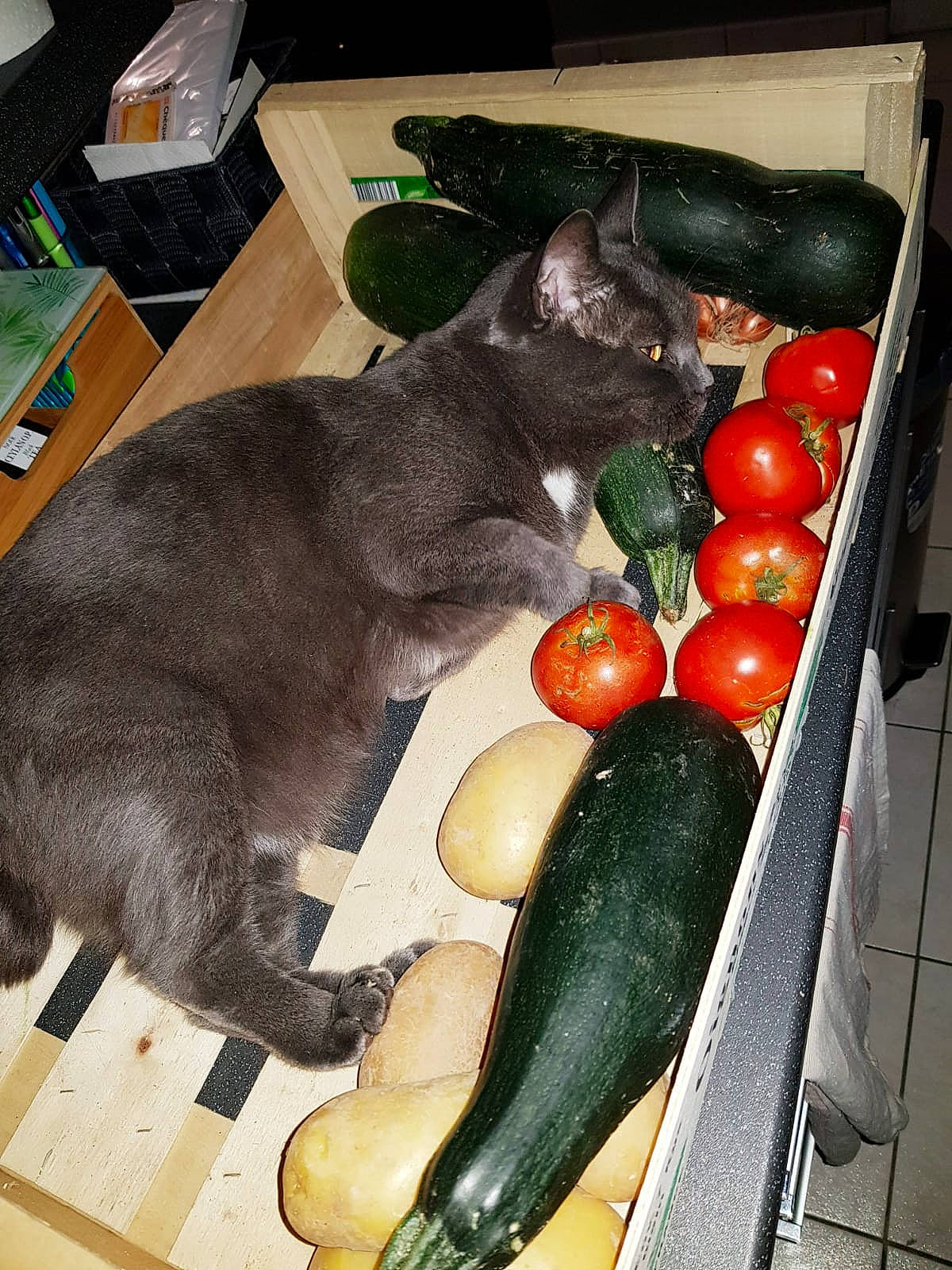 Kiwy a rejoint le concours — aidez-le/la à gagner de superbes lots ! black_cat, bombay, bush_tomato, carnivore, cat, cherry_tomatoes, comfort, domestic_short_haired_cat, felidae, fruit, fur, houseplant, natural_foods, plant, plum_tomato, small_to_medium_sized_cats, table, tail, vegetable, whiskers