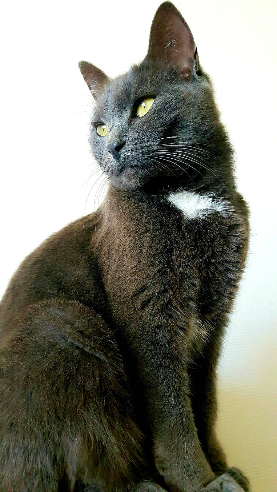 Kiwy participe au concours pour gagner de l'argent avec cette photo : carnivore, cat, close_up, domestic_short_haired_cat, eye, felidae, fur, grey, russian_blue, small_to_medium_sized_cats, snout, terrestrial_animal, whiskers