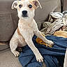 animal, blanket, brown_and_white, car_seat, casual, clothing, comfort, cute, dog, ears, fabric, fur, indoor, looking, pet, puppy, sitting, tail, transport, young_dog