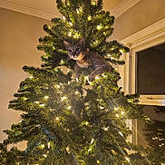 Junebug joined the competition — help win amazing prizes! cat, christmas_tree, lights, indoor, holiday, decorations, pet, curious, festive, greenery, window, evening, animal, feline, home, celebration, tree_branch, ornament, cute, playful