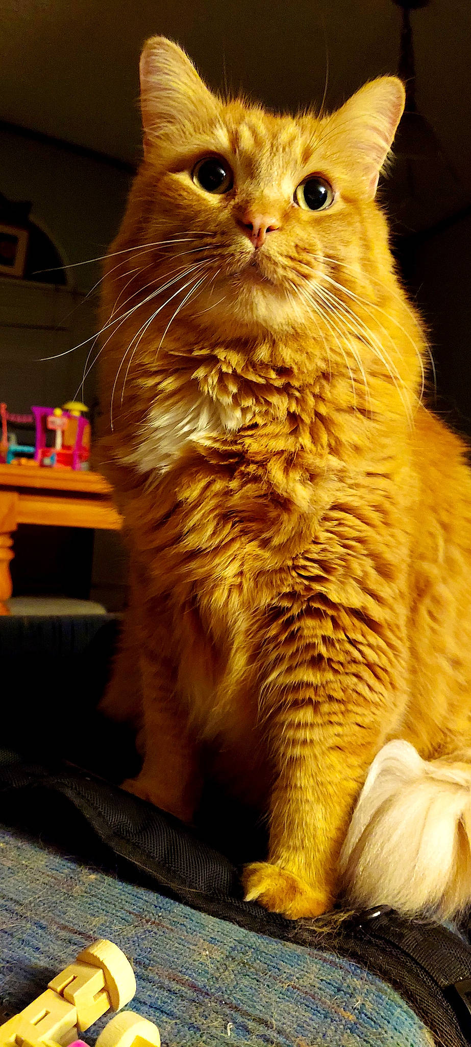 Gibbs joined the competition — help win amazing prizes! carnivore, cat, domestic_short_haired_cat, event, fawn, felidae, fur, mammal, orange, paw, photography, small_to_medium_sized_cats, snout, tail, whiskers