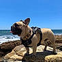 animal, beach, canine, coast, daytime, dog, french_bulldog, harness, nature, ocean, outdoor, pet, rock, scenic, sky, standing, summer, sunny, tongue_out, water