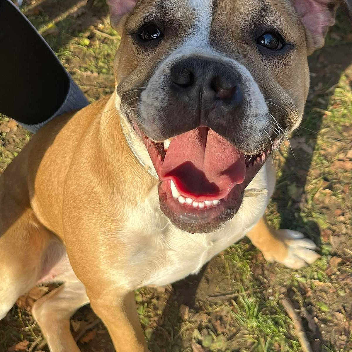 Ruby a rejoint le concours — aidez-le/la à gagner de superbes lots ! animal, ball, bodypart, bostonbull, boxer, bulldog, canine, dog, football, frenchbulldog, grass, hound, mouth, person, pet, pitbull, plant, puppy, snout, teeth