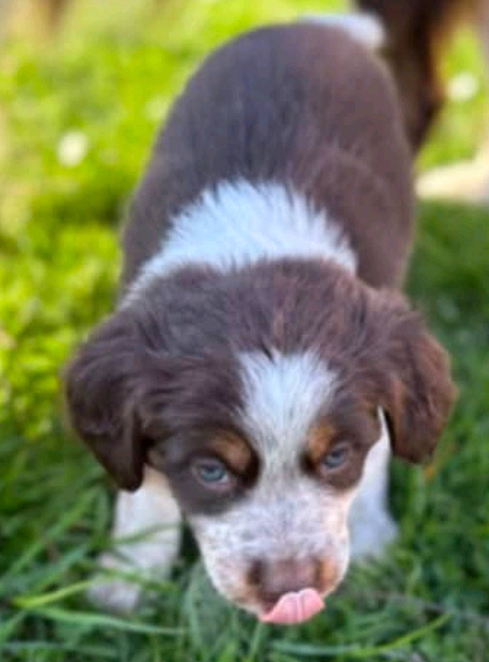 Altesse a rejoint le concours — aidez-le/la à gagner de superbes lots ! animal, ball, beagle, bodypart, canine, cockerspaniel, dog, grass, head, hound, mouth, person, pet, plant, pointer, puppy, saintbernard, snout, sport, tongue