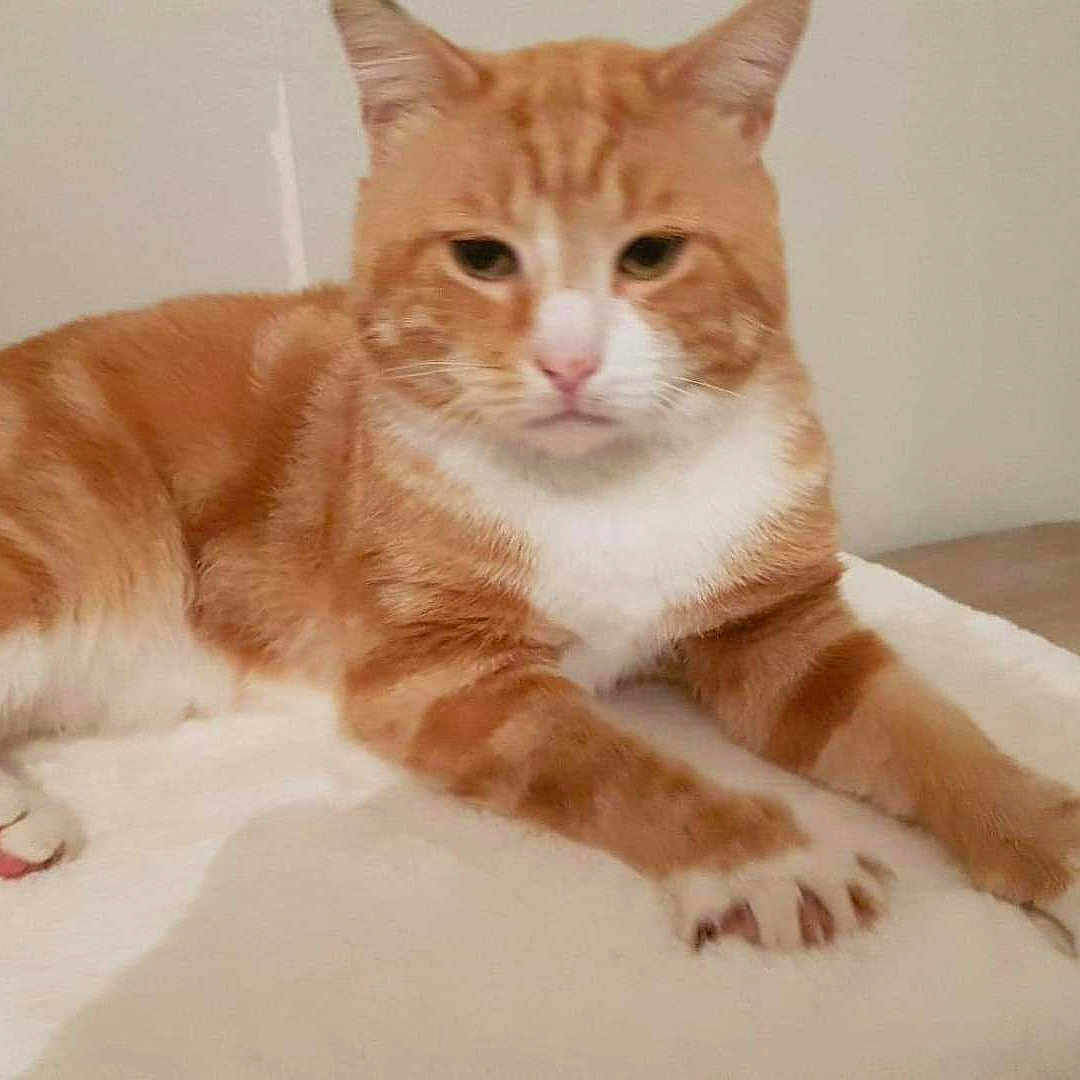 Simba a rejoint le concours — aidez-le/la à gagner de superbes lots ! abyssinian, angora, animal, canine, cat, cushion, dog, hardwood, homedecor, kitten, manx, pet, stainedwood, wood