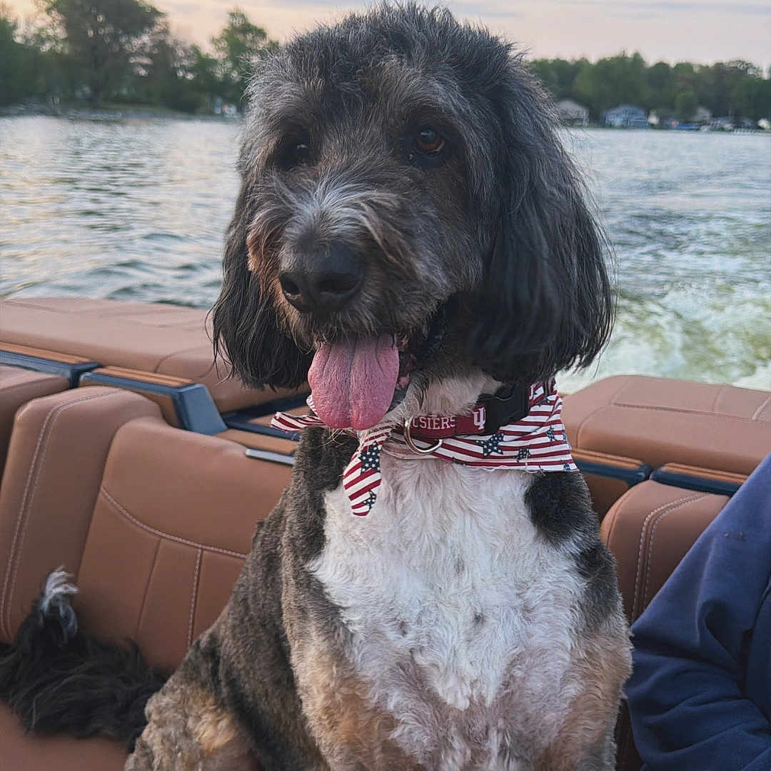 Sherman joined the competition — help win amazing prizes! dog, boat, water, sunset, outdoor, pet, animal, canine, bandana, fur, tongue, seat, sky, trees, nature, lake, happy, leisure, travel, portrait