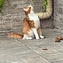 animal, cat, curious, daylight, domestic_cat, fur, green_vines, leafy, looking_up, nature, orange_cat, outdoor, pet, pipe, quiet, sitting, stone_wall, tiled_floor, whiskers, white_cat