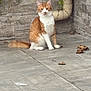 Fanta a rejoint le concours — aidez-le/la à gagner de superbes lots ! animal, cat, curious, dry_leaf, ears, feline, floor, fur, leaf, looking, orange_cat, outdoor, pet, pipe, sitting, stone_wall, tail, tile_floor, whiskers, white_cat