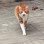 alert, animal, cat, corner, curious, dry_leaves, ears, feline, fur, mid_meow, orange_cat, outdoor, pavement, pet, pipe, stone_floor, striding, walking, whiskers, white_cat
