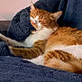 animal, blue_blanket, cat, comfort, cozy, cute, ears, feline, fluffy_blanket, fur, indoor, mammal, nap, orange_cat, pet, relaxed, resting, sleeping, whiskers, white_cat