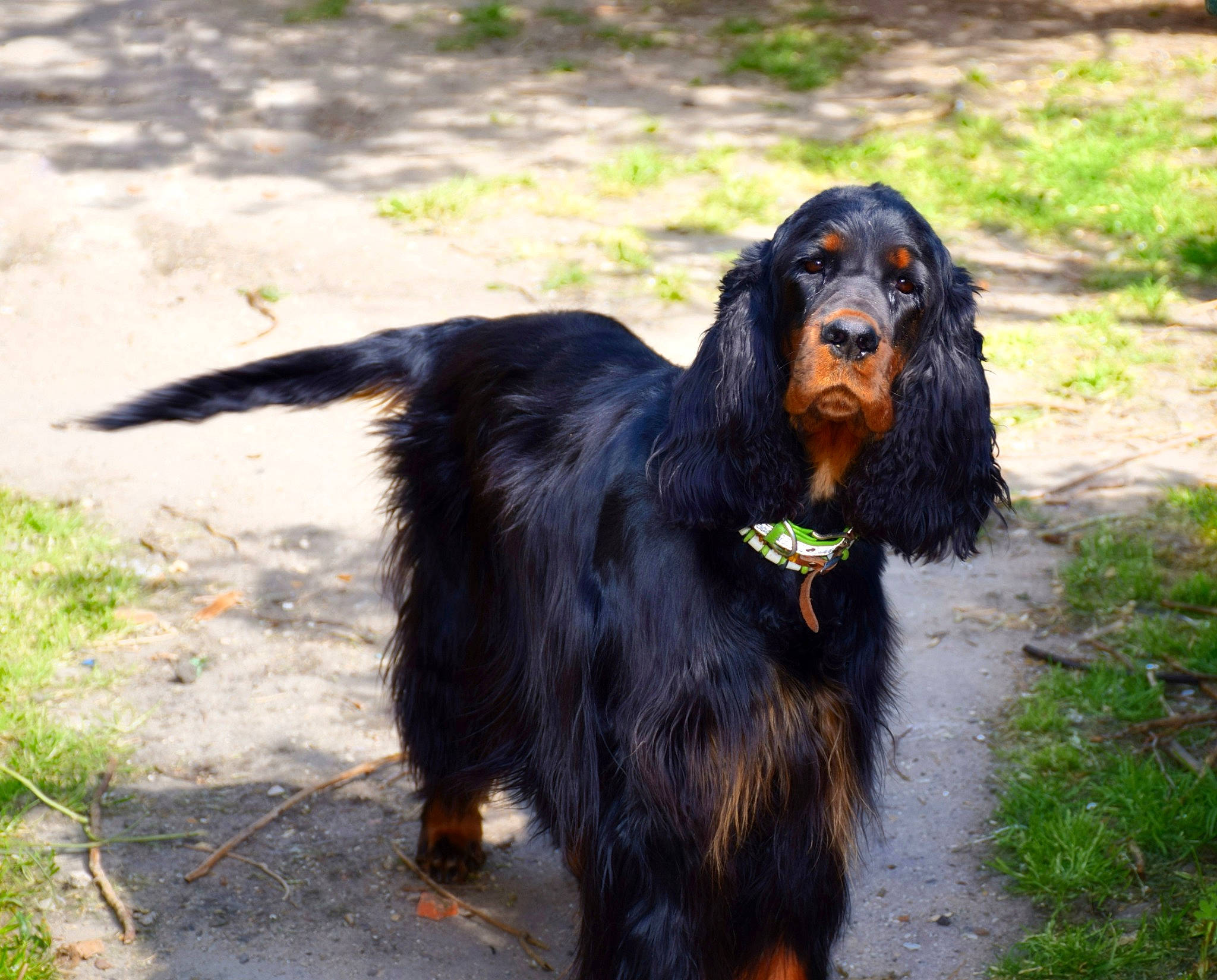 Dakota a rejoint le concours — aidez-le/la à gagner de superbes lots ! canidae, carnivore, cavalier_king_charles_spaniel, cocker_spaniel, companion_dog, dog, dog_breed, field_spaniel, gordon_setter, irish_setter, king_charles_spaniel, mammal, rare_breed_dog, retriever, russian_spaniel, setter, spaniel, sporting_group, vertebrate