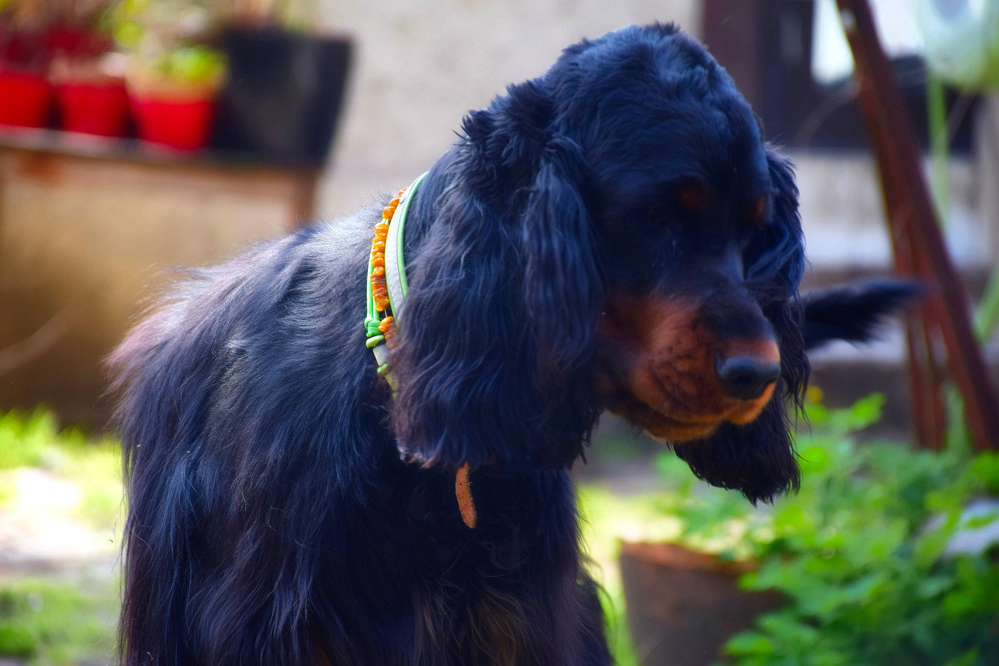 Dakota participe au concours pour gagner de l'argent avec cette photo : canidae, carnivore, companion_dog, dog, dog_breed, german_spaniel, gordon_setter, hunting_dog, mammal, picardy_spaniel, rare_breed_dog, retriever, setter, spaniel, sporting_group, vertebrate