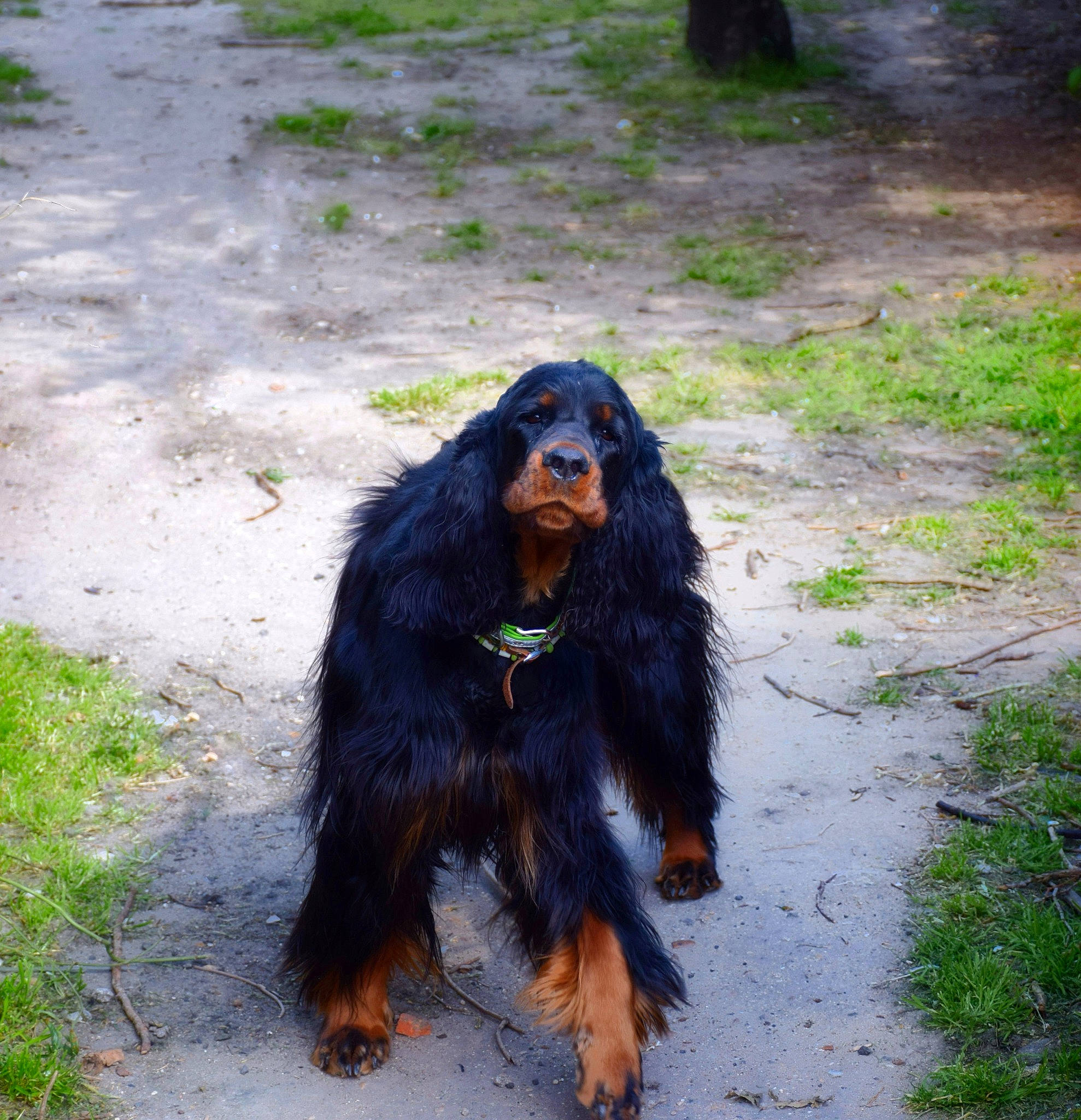 Dakota a rejoint le concours — aidez-le/la à gagner de superbes lots ! canidae, carnivore, companion_dog, dog, dog_breed, gordon_setter, irish_setter, mammal, retriever, setter, spaniel, sporting_group, vertebrate