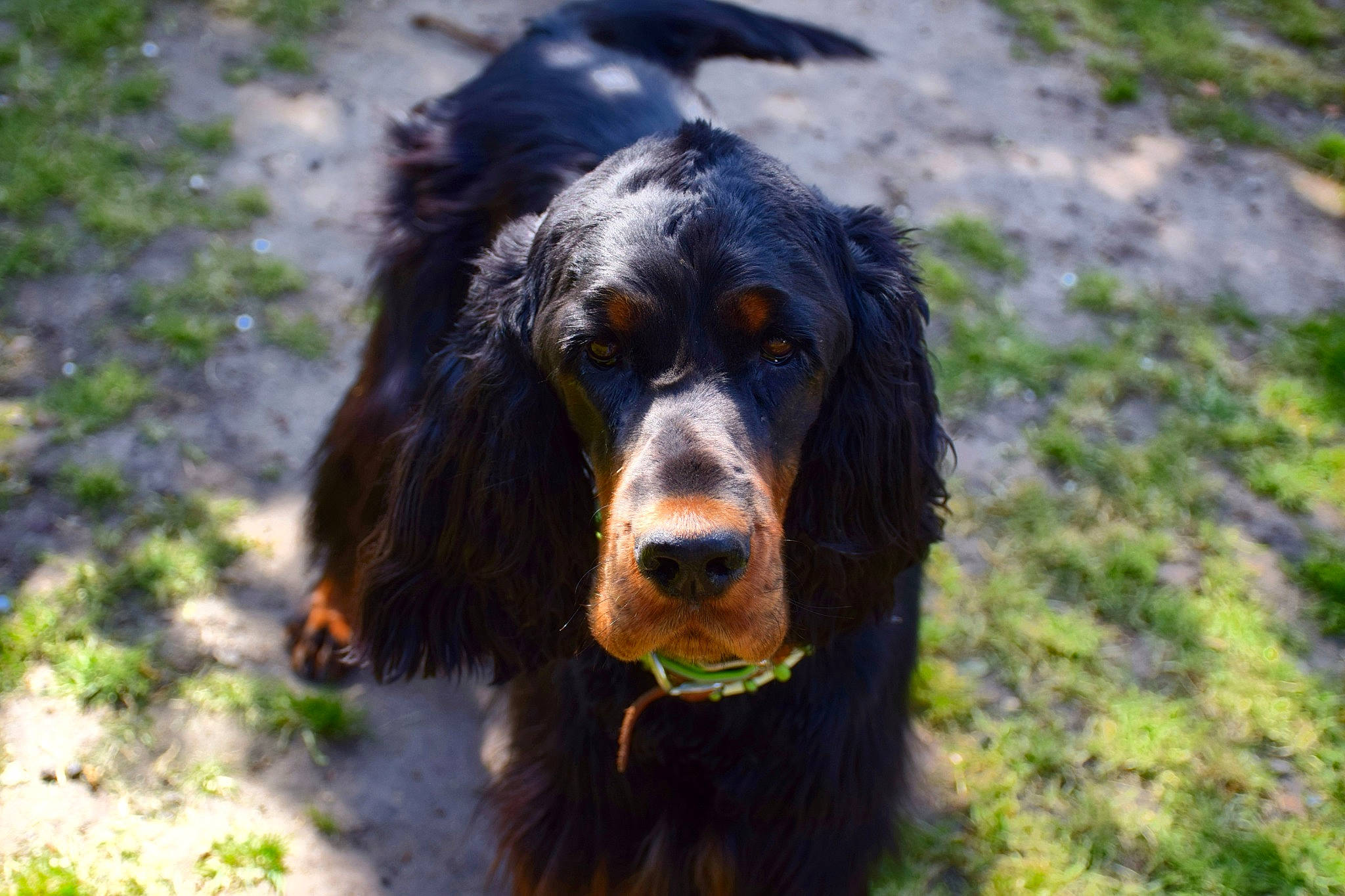 Dakota a rejoint le concours — aidez-le/la à gagner de superbes lots ! canidae, carnivore, cocker_spaniel, dog, dog_breed, english_setter, field_spaniel, german_spaniel, gordon_setter, grass, irish_setter, mammal, picardy_spaniel, rare_breed_dog, retriever, russian_spaniel, setter, snout, sporting_group, vertebrate