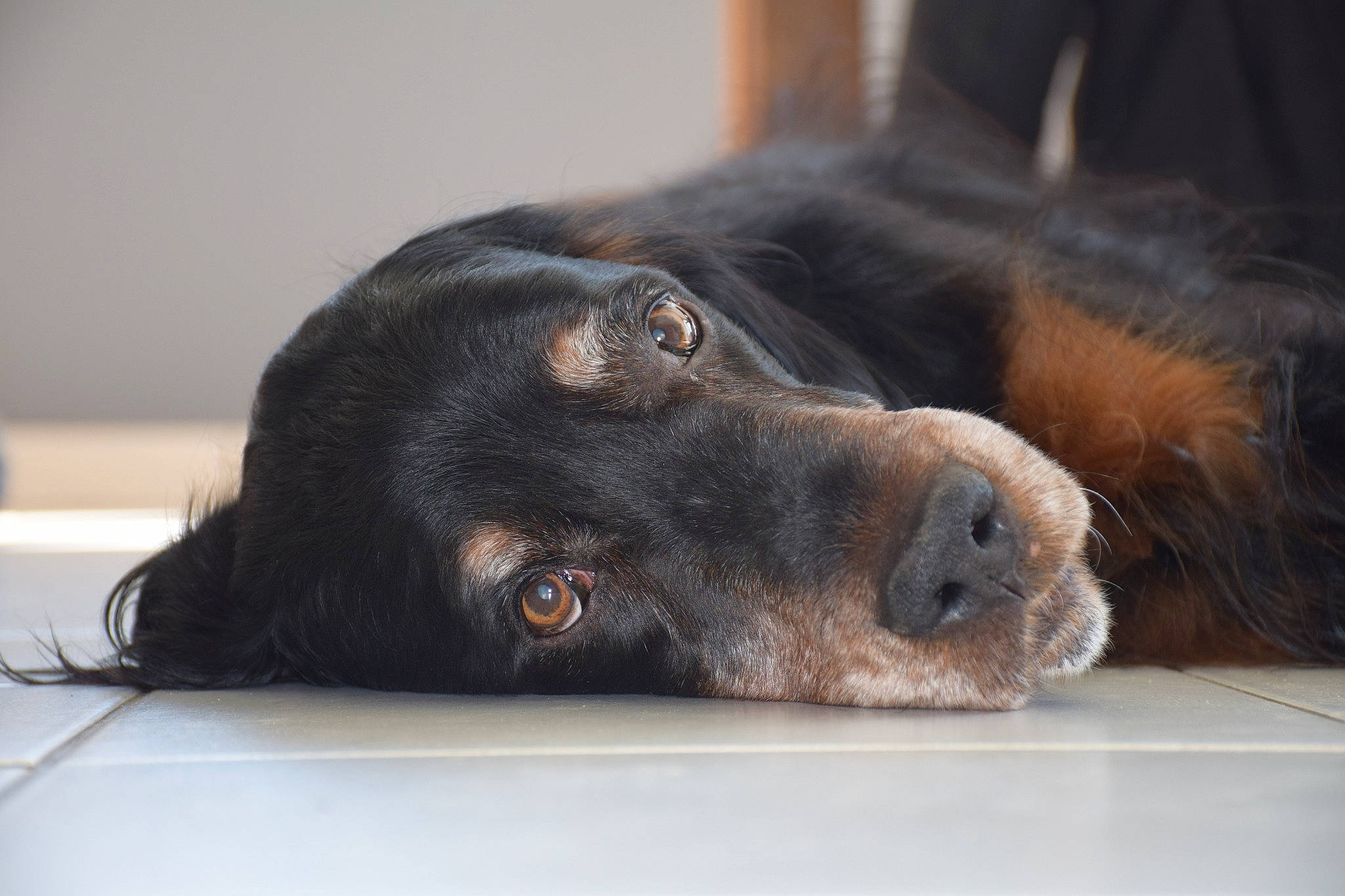 Jazzy Et Darwynn a rejoint le concours — aidez-le/la à gagner de superbes lots ! canidae, carnivore, companion_dog, dog, dog_breed, flat_coated_retriever, hovawart, mammal, retriever, snout, sporting_group, whiskers