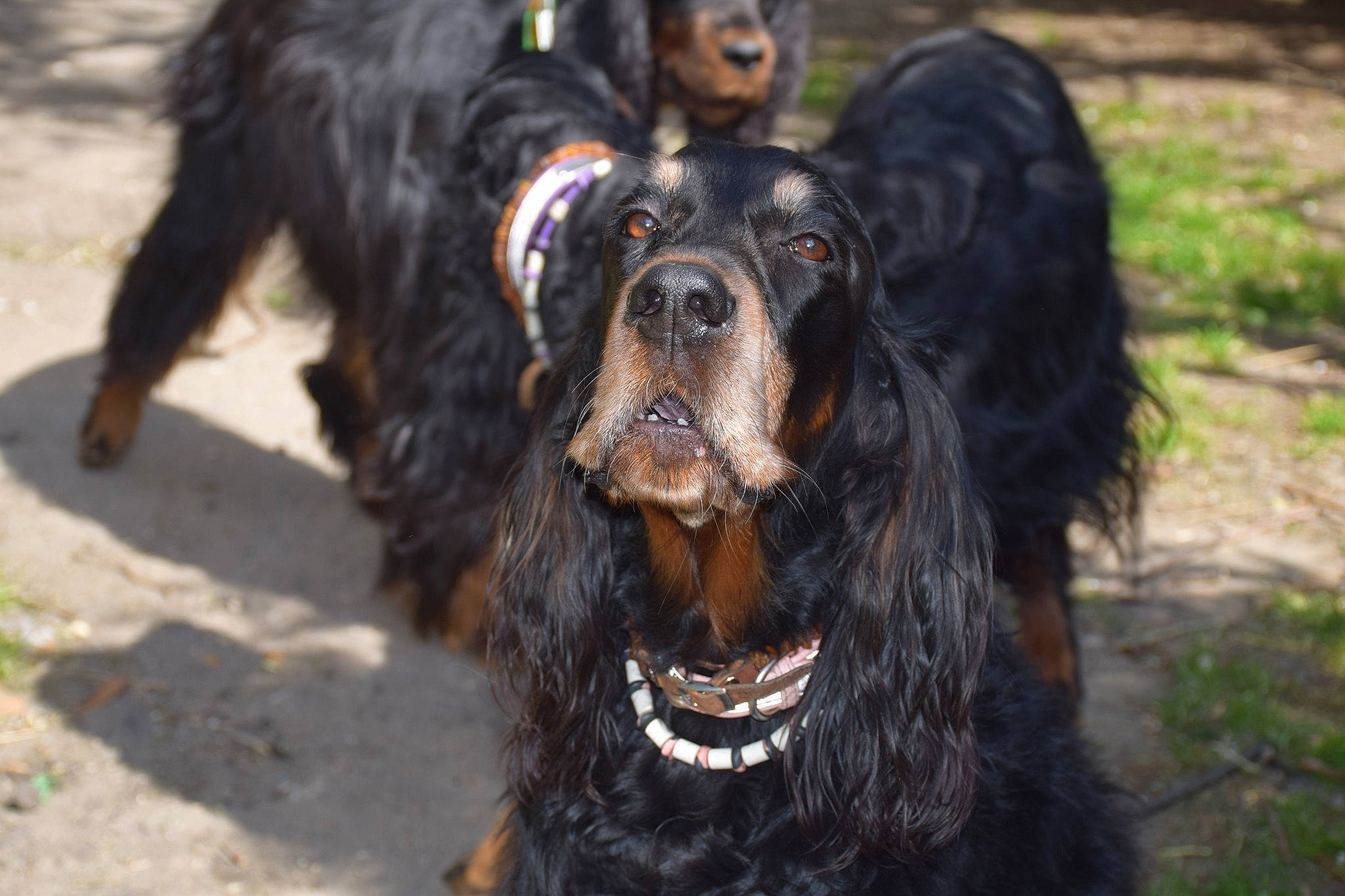 Jazzy Et Darwynn a rejoint le concours — aidez-le/la à gagner de superbes lots ! boykin_spaniel, canidae, carnivore, cocker_spaniel, companion_dog, dog, dog_breed, field_spaniel, german_spaniel, gordon_setter, irish_setter, mammal, picardy_spaniel, retriever, russian_spaniel, setter, snout, spaniel, sporting_group, vertebrate