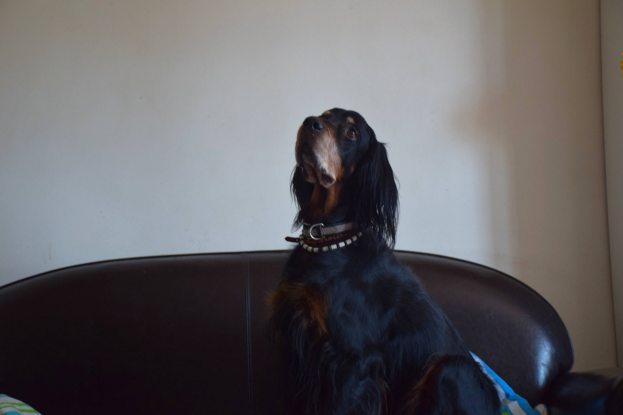 Jazzy Et Darwynn participe au concours pour gagner de l'argent avec cette photo : afghan_hound, canidae, carnivore, dog, dog_breed, pointer, spaniel, sporting_group