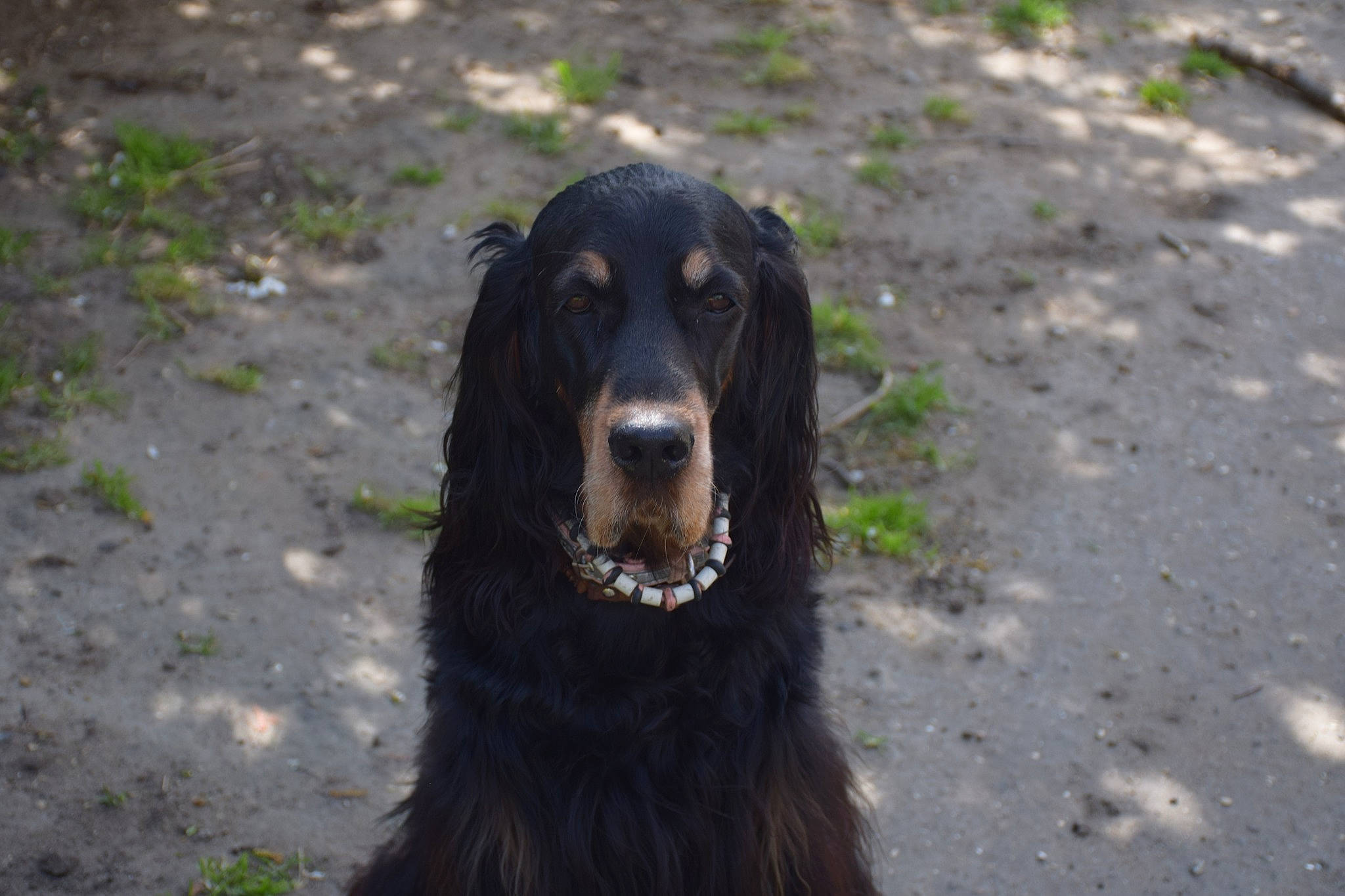 Jazzy Et Darwynn participe au concours pour gagner de l'argent avec cette photo : boykin_spaniel, canidae, carnivore, cocker_spaniel, dog, dog_breed, english_cocker_spaniel, field_spaniel, flat_coated_retriever, german_spaniel, gordon_setter, irish_setter, mammal, picardy_spaniel, retriever, russian_spaniel, setter, spaniel, sporting_group, vertebrate