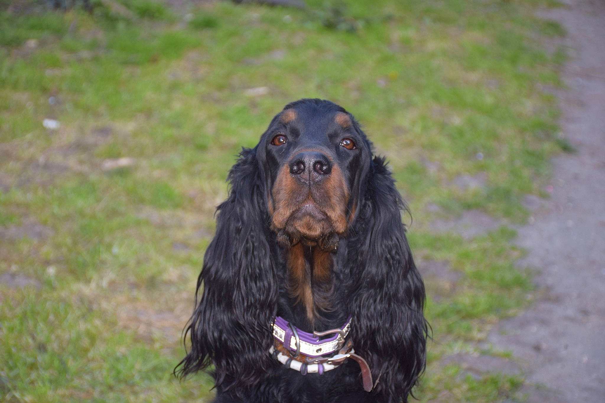 Manhattan participe au concours pour gagner de l'argent avec cette photo : boykin_spaniel, canidae, carnivore, cocker_spaniel, companion_dog, dog, dog_breed, english_cocker_spaniel, field_spaniel, german_spaniel, gordon_setter, mammal, picardy_spaniel, retriever, russian_spaniel, setter, spaniel, sporting_group, sussex_spaniel, vertebrate