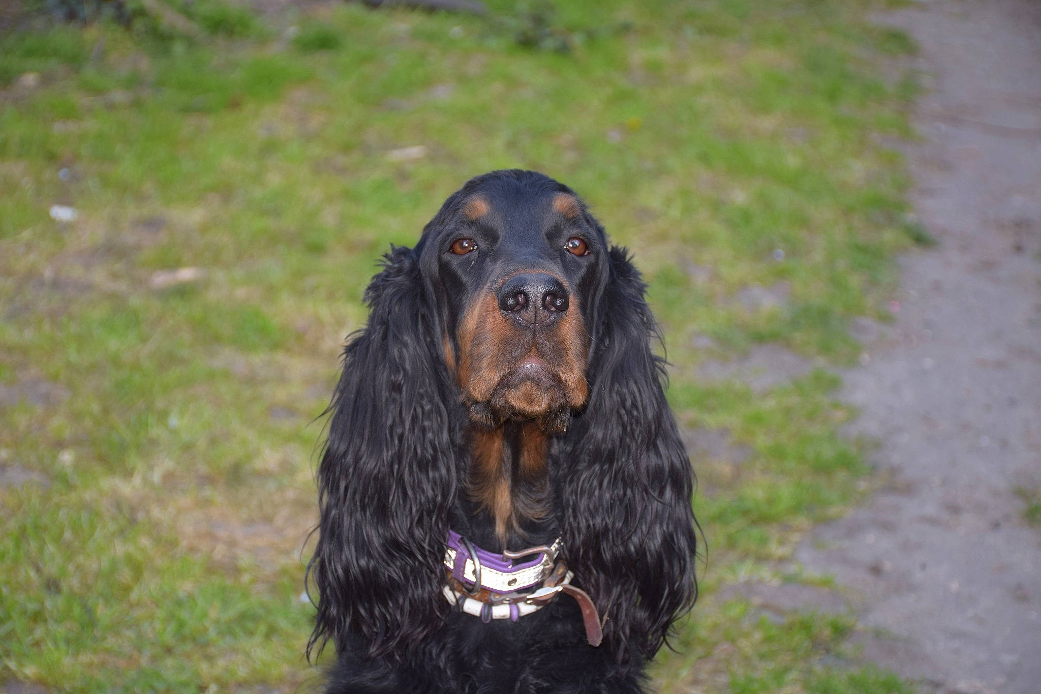 Manhattan a rejoint le concours — aidez-le/la à gagner de superbes lots ! boykin_spaniel, canidae, carnivore, cocker_spaniel, dog, dog_breed, english_cocker_spaniel, field_spaniel, german_spaniel, gordon_setter, mammal, picardy_spaniel, retriever, russian_spaniel, setter, snout, spaniel, sporting_group, sussex_spaniel, vertebrate