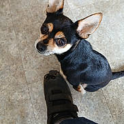 Neh is registered to the contest to win money with this photo: animal, black_and_tan, canine, chihuahua, companion, cute, dog, domestic_animal, ear, floor, footwear, indoor, looking_up, paw, pet, pet_owner, shoe, small_dog, sock, tile_floor