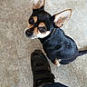 animal, black_and_tan, canine, chihuahua, companion, cute, dog, domestic_animal, ear, floor, footwear, indoor, looking_up, paw, pet, pet_owner, shoe, small_dog, sock, tile_floor