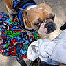 animal, blanket, blue_harness, bulldog, canine, closeup, companion, concrete_floor, cute, dog, expression, furniture, leash, looking_up, outdoor, pet, resting, superhero_theme, towel, wheelchair