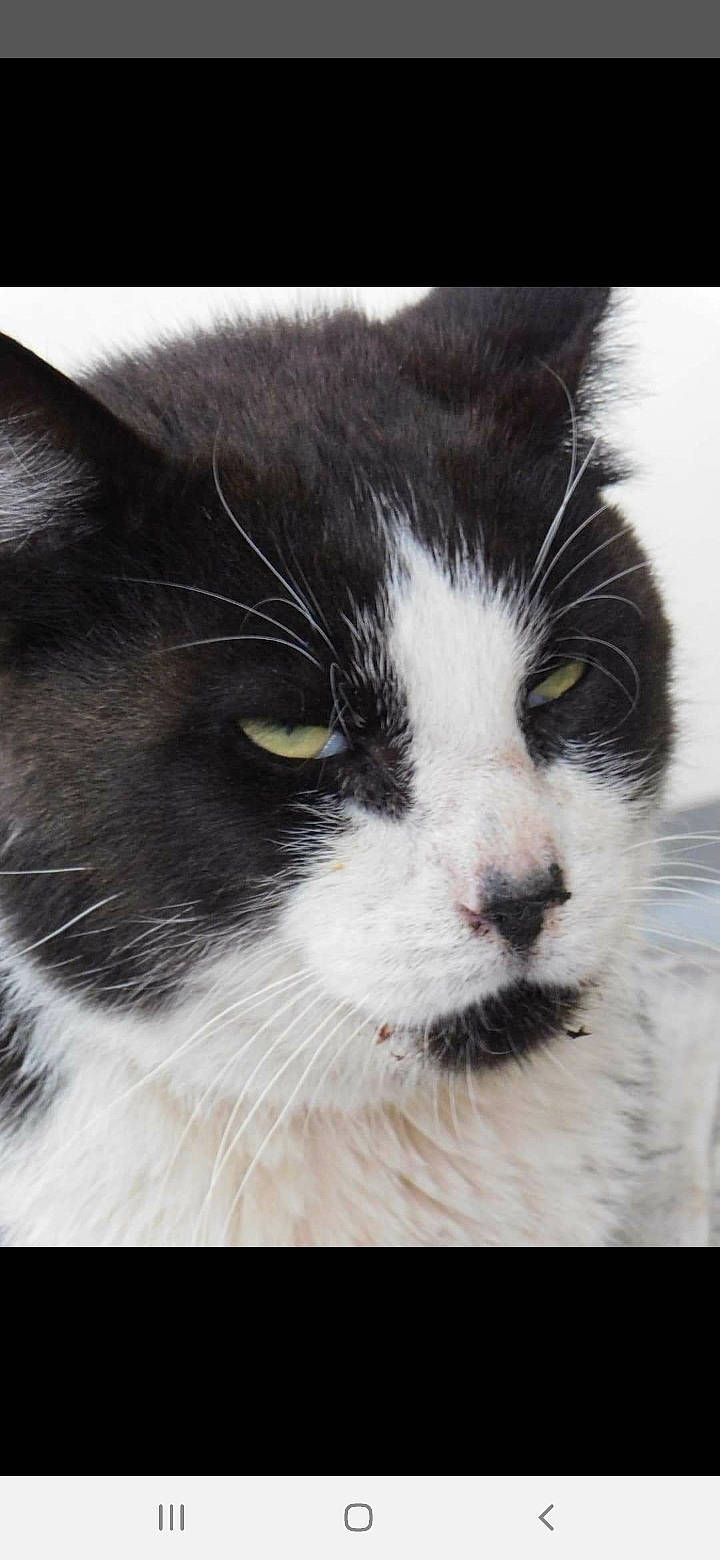 Balthazar a rejoint le concours — aidez-le/la à gagner de superbes lots ! aegean_cat, american_wirehair, black_and_white, carnivore, cat, close_up, domestic_long_haired_cat, domestic_short_haired_cat, eye, felidae, mammal, norwegian_forest_cat, nose, photo_caption, photography, polydactyl_cat, small_to_medium_sized_cats, snout, vertebrate, whiskers