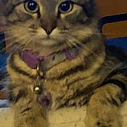 Katrina joined the competition — help win amazing prizes! animal, cat, close_up, collar, cute, domestic_animal, ears, face, feline, fur, furry, indoor, looking, mammal, paws, pet, portrait, relaxed, tabby, whiskers