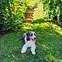 Louis participe au concours pour gagner de l'argent avec cette photo : dog, grass, garden, greenery, bushes, sunlight, steps, outdoor, pet, canine, happy, tongue_out, fur, nature, summer, leafy, relaxed, daylight, animal, lawn