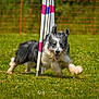 Louis participe au concours pour gagner de l'argent avec cette photo : dog, black_and_white, running, grass, outdoor, agility_poles, sport, pet, animal, fur, motion, happy, playful, ears, mouth_open, daylight, field, nature, active, canine