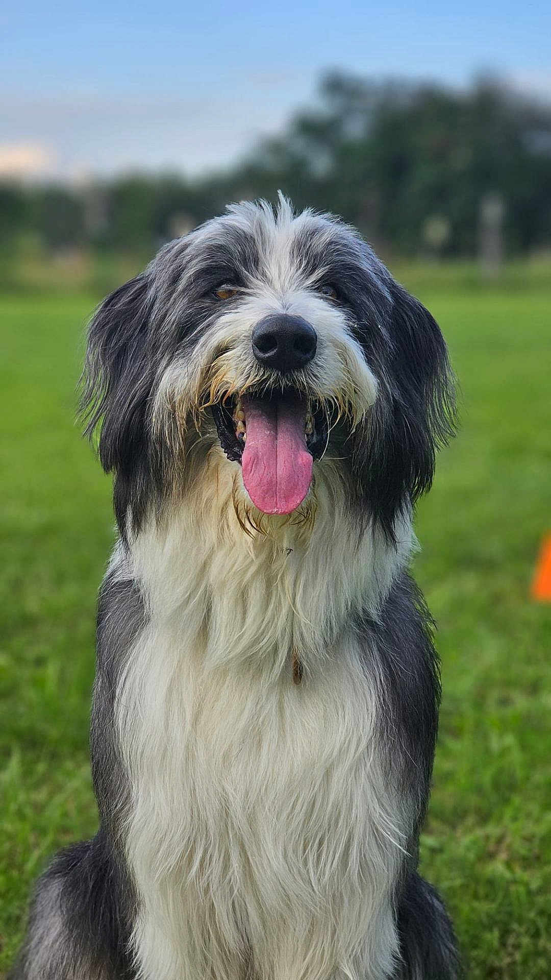 Louis participe au concours pour gagner de l'argent avec cette photo : dog, happy, tongue_out, fluffy, black_and_white, outdoor, grass, pet, animal, canine, portrait, fur, friendly, nature, cute, smiling, sitting, daytime, park, muzzle