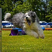 Louis a rejoint le concours — aidez-le/la à gagner de superbes lots ! dog, animal, jumping, agility, outdoor, grass, fur, pet, active, sport, canine, hurdle, leap, playful, energetic, nature, daylight, excited, field, exercise