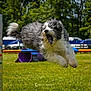 dog, animal, jumping, agility, outdoor, grass, fur, pet, active, sport, canine, hurdle, leap, playful, energetic, nature, daylight, excited, field, exercise