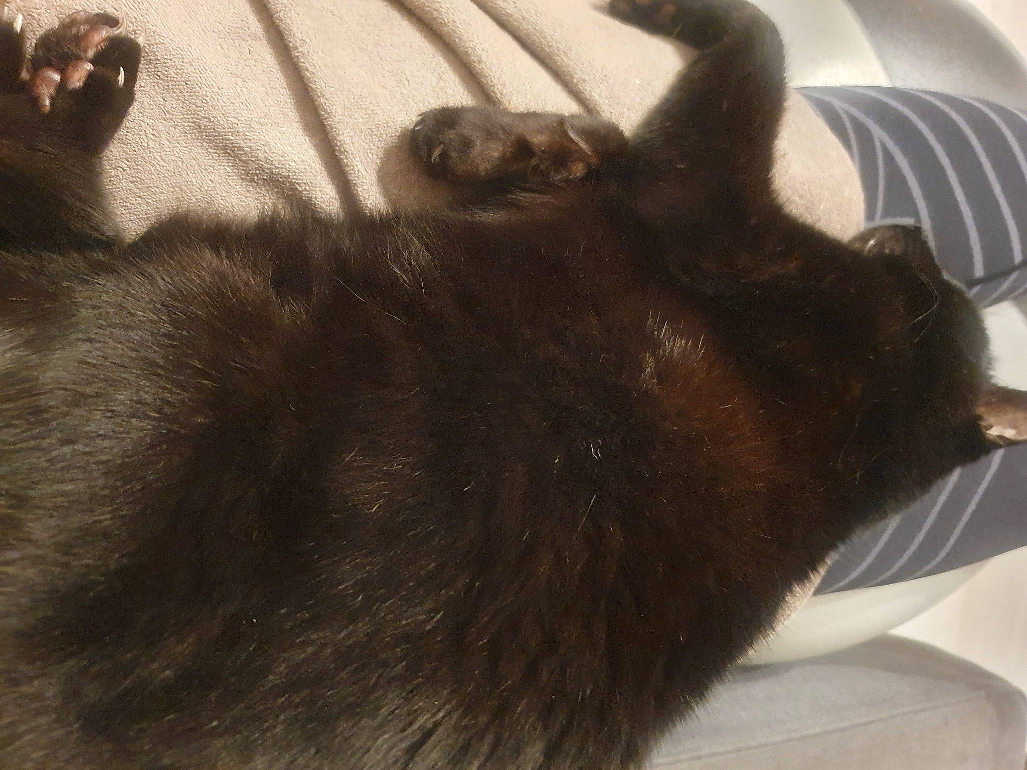 Scoubidou participe au concours pour gagner de l'argent avec cette photo : black_cat, carnivore, cat, comfort, companion_dog, couch, dog_breed, domestic_short_haired_cat, ear, felidae, fur, gesture, liver, paw, small_to_medium_sized_cats, snout, sporting_group, tail, terrestrial_animal, whiskers