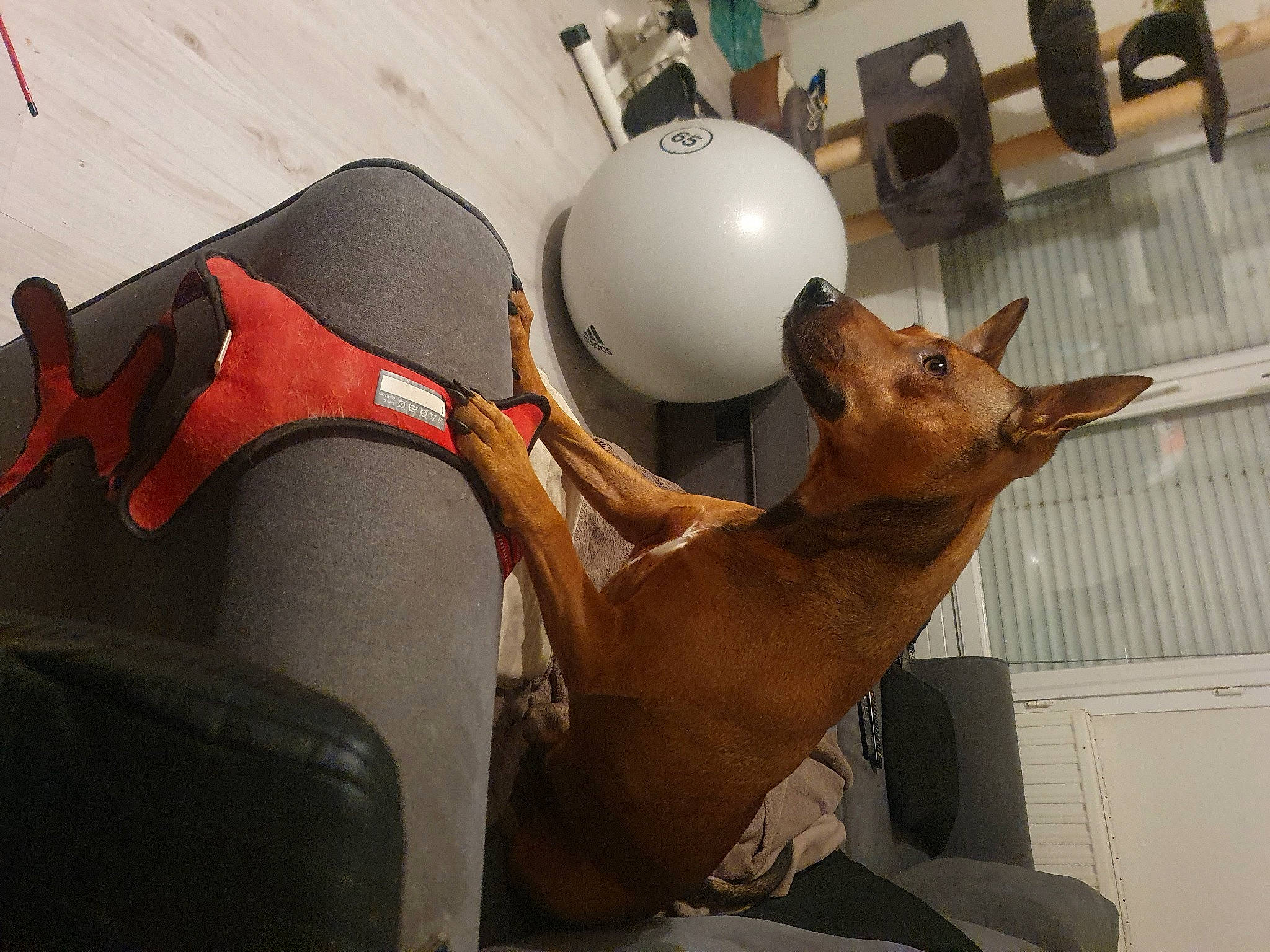 Coyote participe au concours pour gagner de l'argent avec cette photo : art, audio_equipment, canidae, carnivore, ceiling, comfort, electrical_supply, electrical_wiring, fawn, machine, metal, personal_protective_equipment, plywood, room, sculpture, snout, visual_arts, wire, wood, working_animal