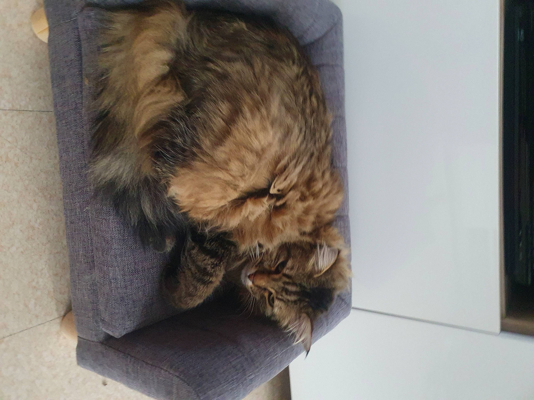 Yoda a rejoint le concours — aidez-le/la à gagner de superbes lots ! canidae, carnivore, cat, comfort, companion_dog, dog_breed, domestic_short_haired_cat, fawn, felidae, flooring, fur, liver, nap, puppy, small_terrier, small_to_medium_sized_cats, tail, terrestrial_animal, terrier, whiskers