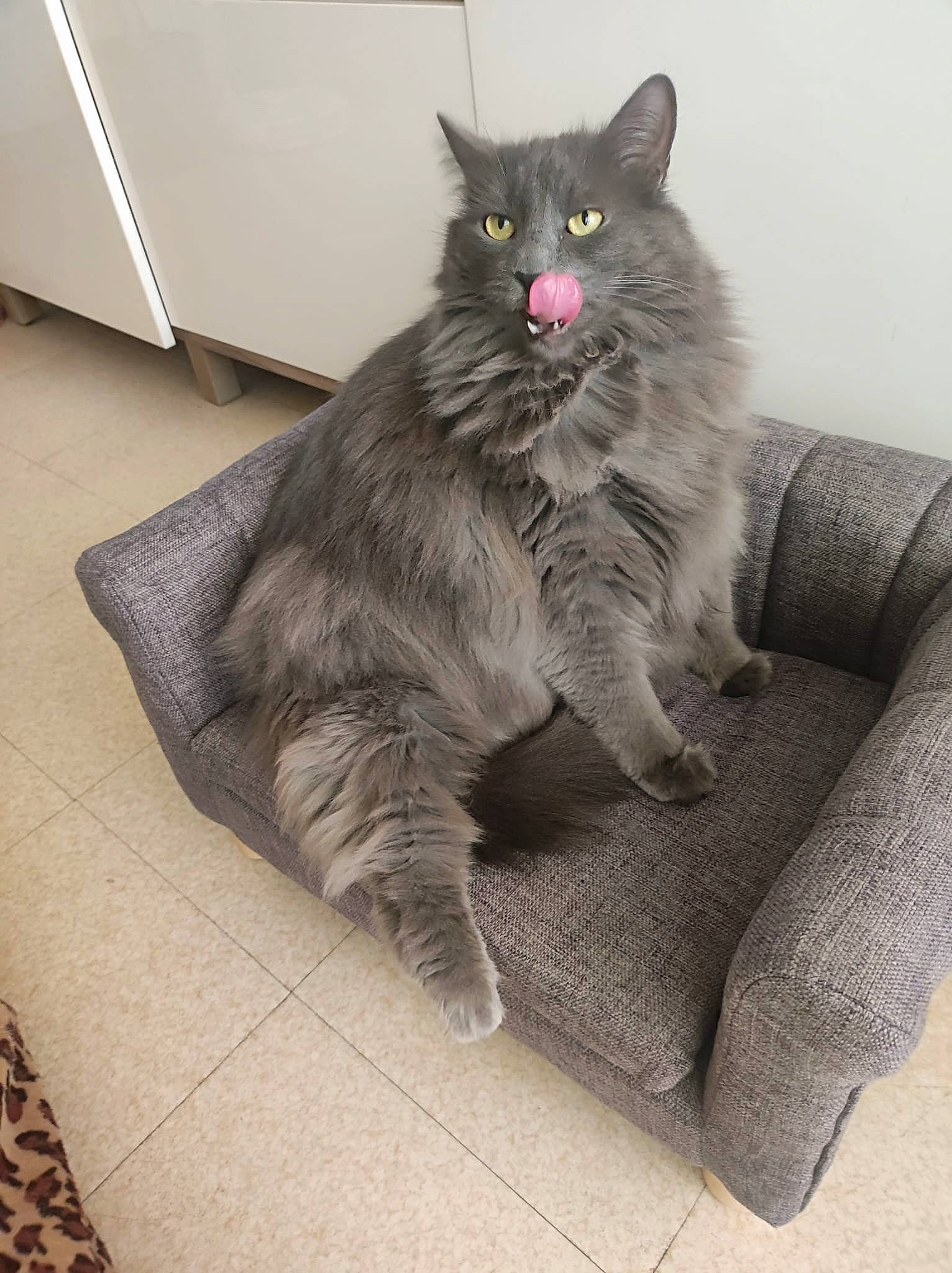 Zoé a rejoint le concours — aidez-le/la à gagner de superbes lots ! black_cat, british_longhair, carnivore, cat, claw, comfort, domestic_short_haired_cat, eye, felidae, flooring, foot, fur, grey, maine_coon, paw, sitting, small_to_medium_sized_cats, tail, whiskers