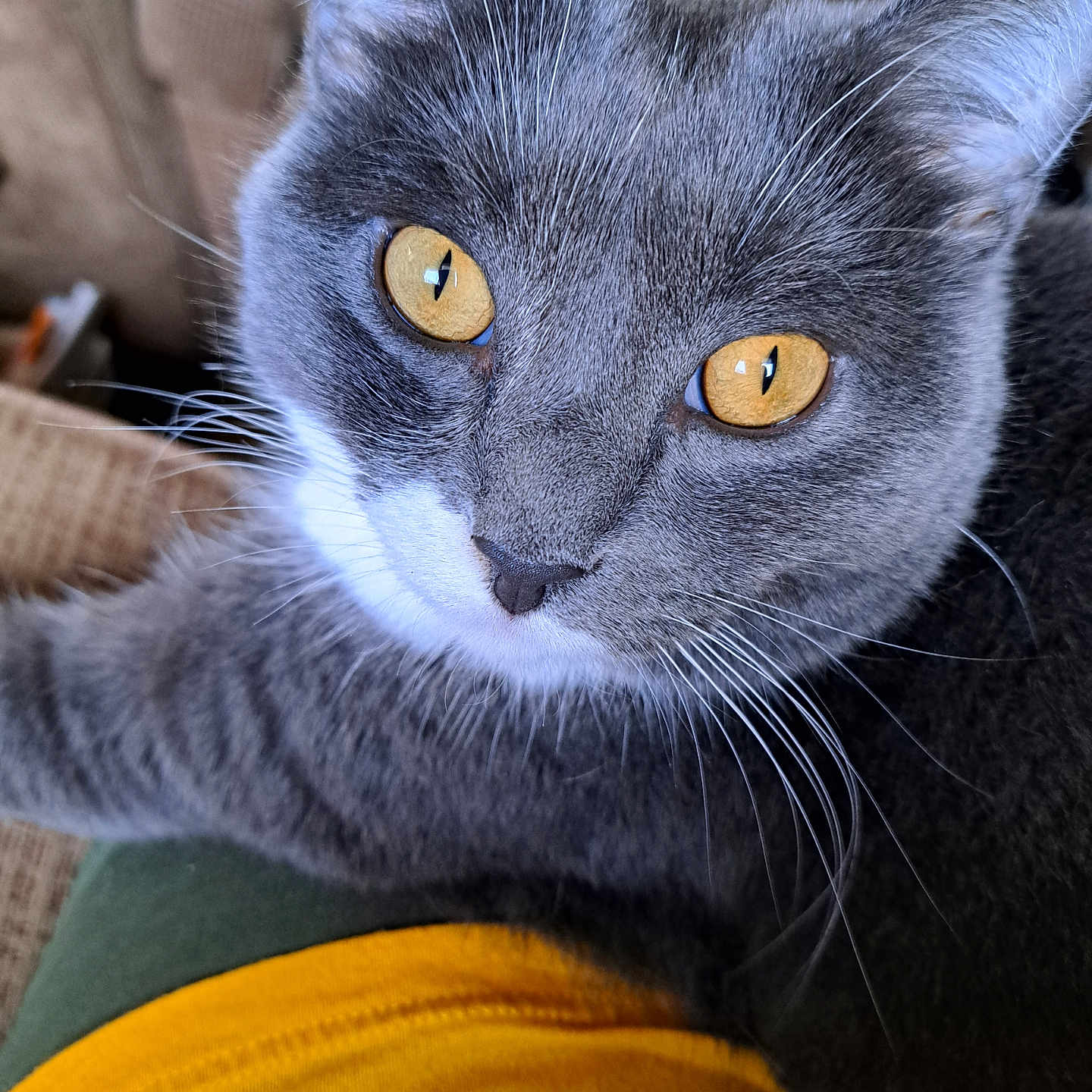 Bobbi joined the competition — help win amazing prizes! abyssinian, animal, armchair, blackcat, cat, chair, couch, furniture, homedecor, kitten, manx, pet