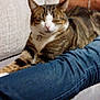black_shirt, cat, close_up, collar, comfortable, couch, cozy, domestic_animal, feline, indoor, jeans, lap, mammal, person, pet, relaxing, resting, striped, tabby_cat, whiskers