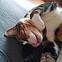 Copain participe au concours pour gagner de l'argent avec cette photo : cat, tabby, sleeping, relaxed, whiskers, paw, fur, indoor, blanket, cozy, cute, pet, animal, resting, closeup, soft, nap, domestic, feline, comfort