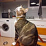 Copain a rejoint le concours — aidez-le/la à gagner de superbes lots ! cat, tabby_cat, feline, pet, domestic_animal, indoor, kitchen, washing_machine, microwave, sink, window, towel, wooden_chair, table, tile_floor, collar, whiskers, looking_up, household, domestic_setting
