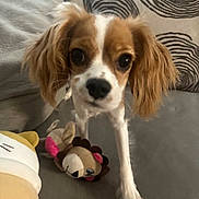 Mickey Alfonso joined the competition — help win amazing prizes! animal, brown_and_white, close_up, comfort, couch, curious, dog, ears, face, friendly, fur, home, indoor, looking, patterned_pillow, pet, plush_toy, puppy, small_dog, toy