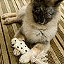 animal, blue_eyes, canine, close_up, cute, dog, domestic_animal, fluffy, fur, laying_down, outdoor, paw, pet, pet_toy, playful, puppy, relaxed, toy, wooden_deck, young_dog