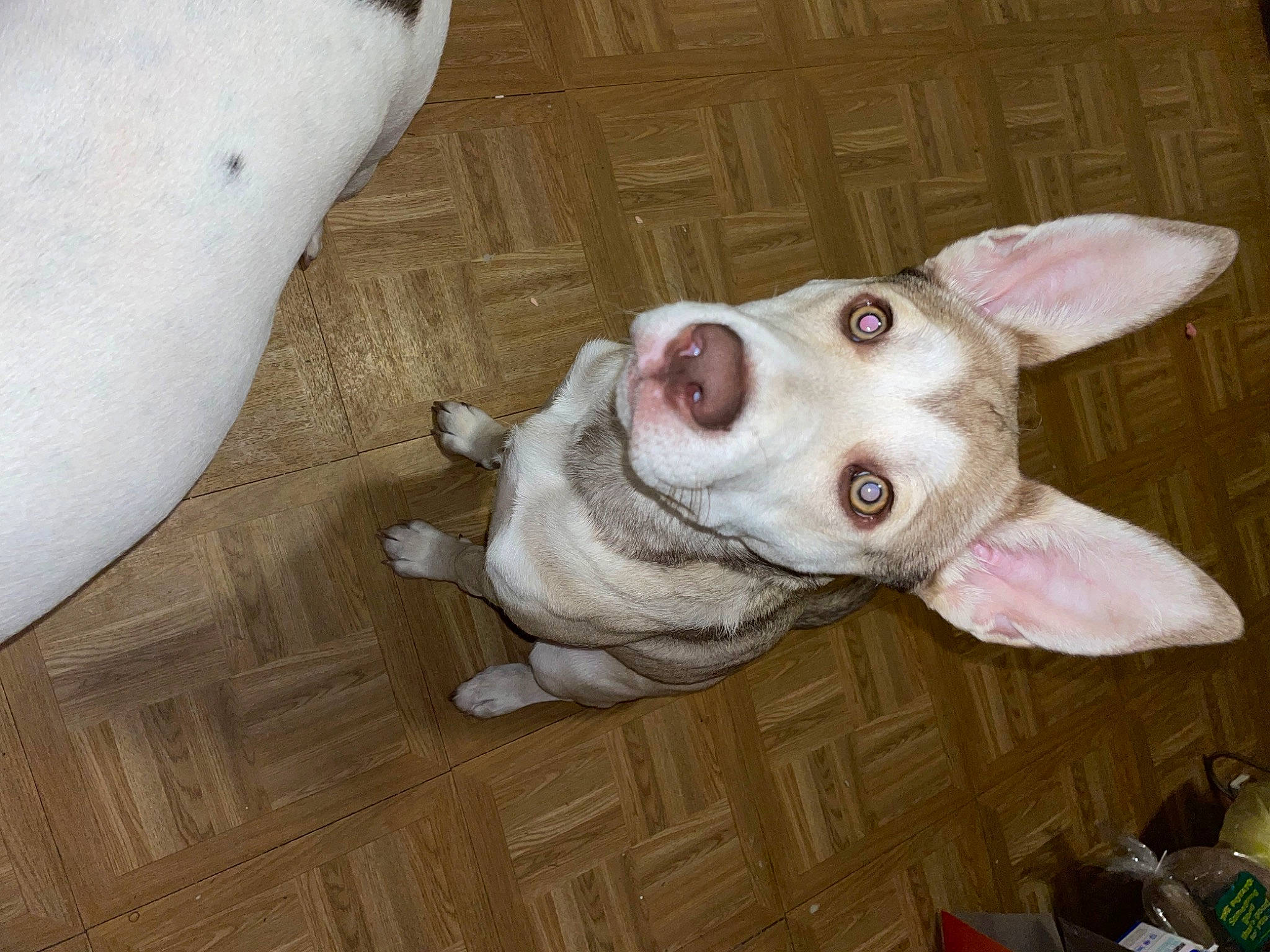 Duchess is registered to the contest to win money with this photo: canidae, carnivore, collar, companion_dog, dog, dog_breed, dog_collar, dog_supply, ear, fawn, flooring, hardwood, jaw, snout, sporting_group, tail, terrestrial_animal, whiskers, wood, working_animal