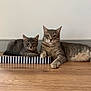 Snow Et Arya a rejoint le concours — aidez-le/la à gagner de superbes lots ! cat, tabby_cat, pets, animal, feline, indoor, floor, wooden_floor, striped, scratch_box, two_animals, domestic_cat, relaxed, lying_down, looking_at_camera, ears_up, whiskers, closeup, companions, curious