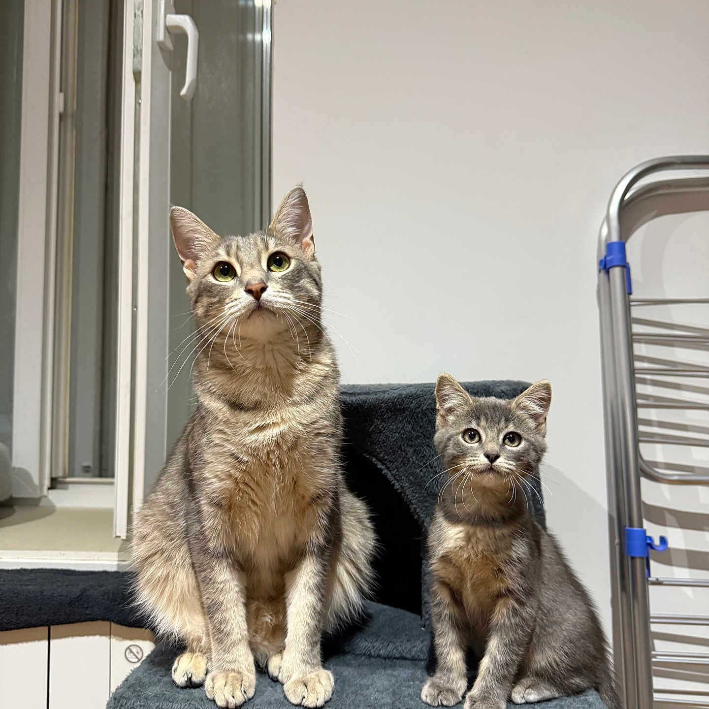 Snow Et Arya participe au concours pour gagner de l'argent avec cette photo : animal, cat, cat_tree, companion, curious, cute, domestic_cat, drying_rack, ears, eyes, feline, fur, gray, indoor, kitten, pet, sitting, tabby_cat, whiskers, window