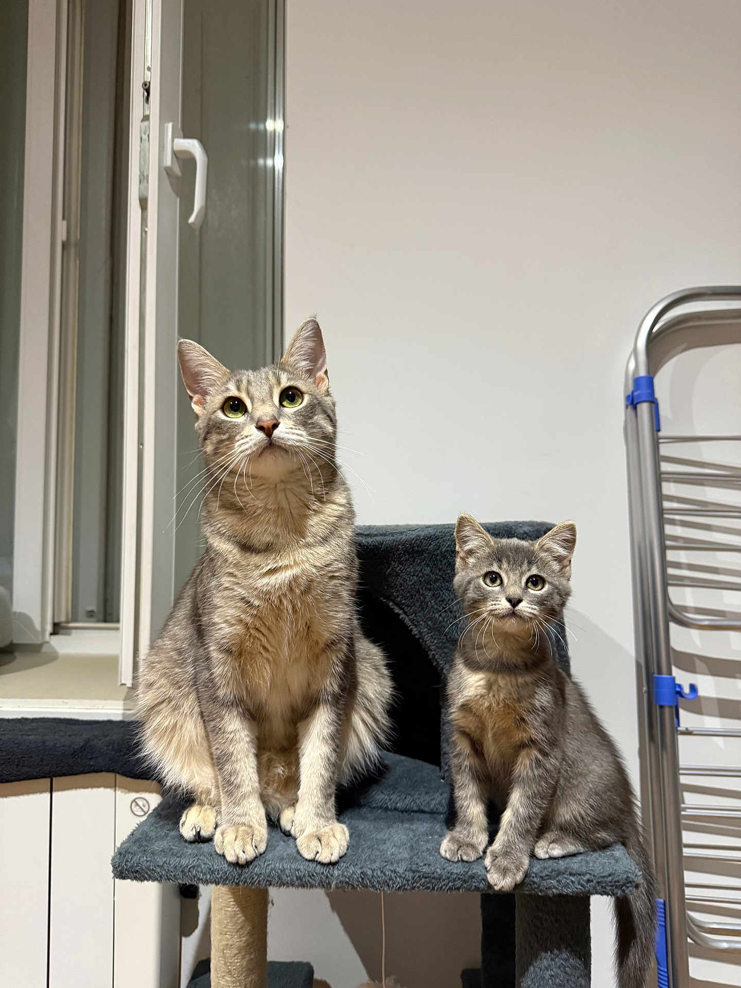 Snow Et Arya participe au concours pour gagner de l'argent avec cette photo : animal, cat, cat_tree, companion, curious, cute, domestic_cat, drying_rack, ears, eyes, feline, fur, gray, indoor, kitten, pet, sitting, tabby_cat, whiskers, window
