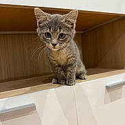 Snow Et Arya a rejoint le concours — aidez-le/la à gagner de superbes lots ! kitten, cat, gray_tabby, whiskers, ears, curious, sitting, wooden_shelf, cabinet, indoor, pet, animal, feline, young, cute, small_paws, looking, fur, domestic, closeup