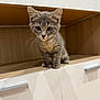 kitten, cat, gray_tabby, whiskers, ears, curious, sitting, wooden_shelf, cabinet, indoor, pet, animal, feline, young, cute, small_paws, looking, fur, domestic, closeup